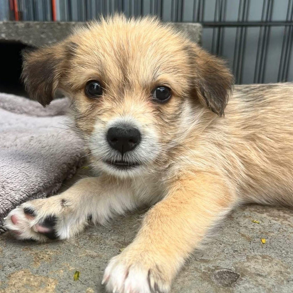 Bamboo, adopted, Puppy Male Mixed Breed.