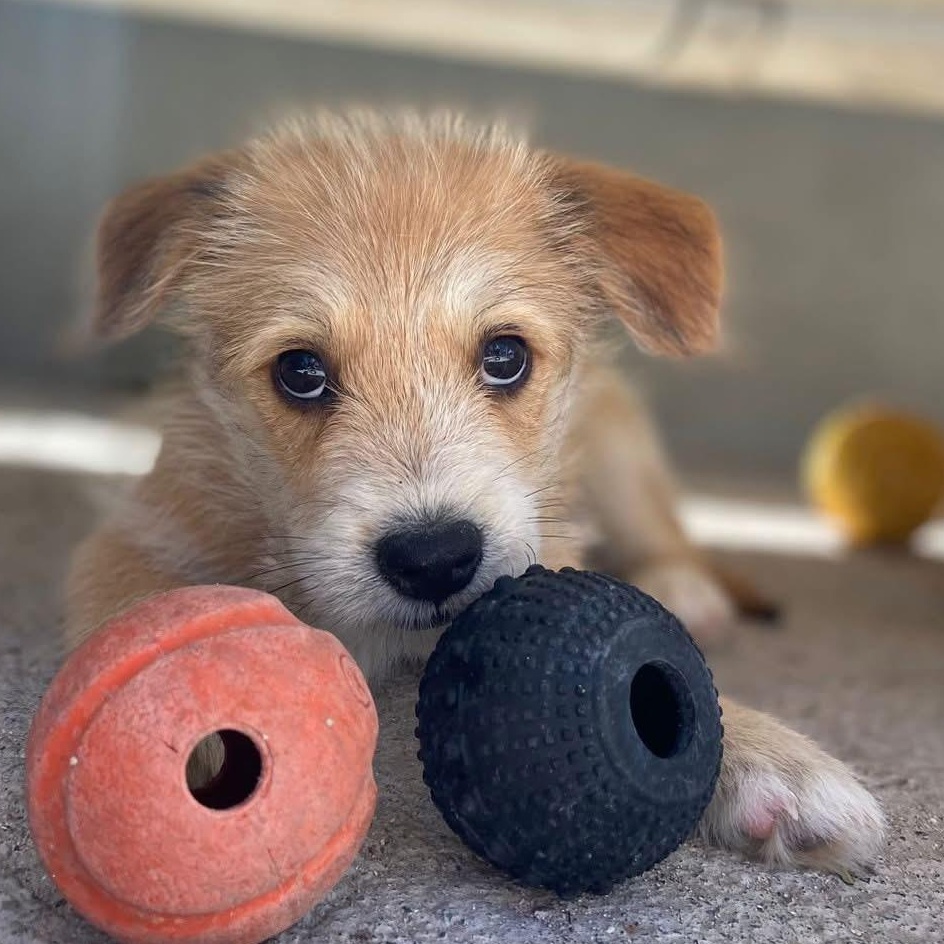 Enlarge Bamboo, an adopted Mixed Breed in Thornhill, ON image 2/6