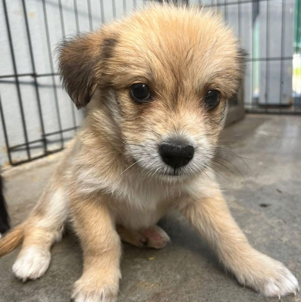 Enlarge Bamboo, an adopted Mixed Breed in Thornhill, ON image 5/6