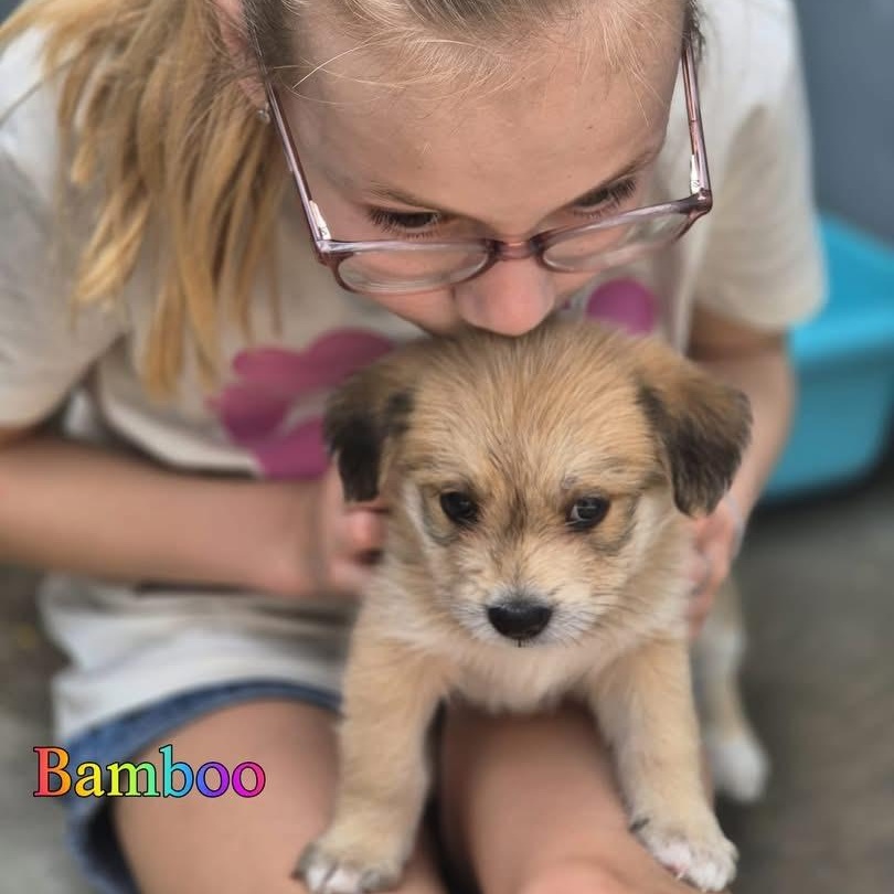 Enlarge Bamboo, an adopted Mixed Breed in Thornhill, ON image 6/6