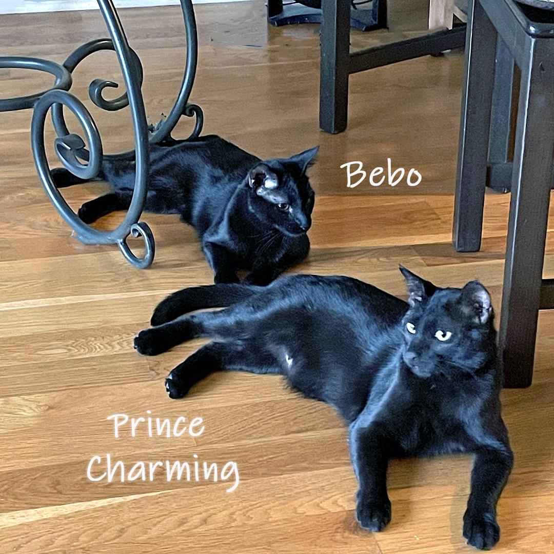 Enlarge Bebo, a Adoptable Domestic Short Hair in Chicago, IL image 1/2