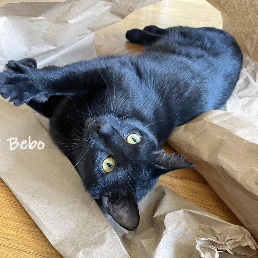 Enlarge Bebo, a Adoptable Domestic Short Hair in Chicago, IL image 2/2