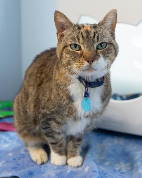 JAZZIE, Adoptable, Senior Female Domestic Short Hair.