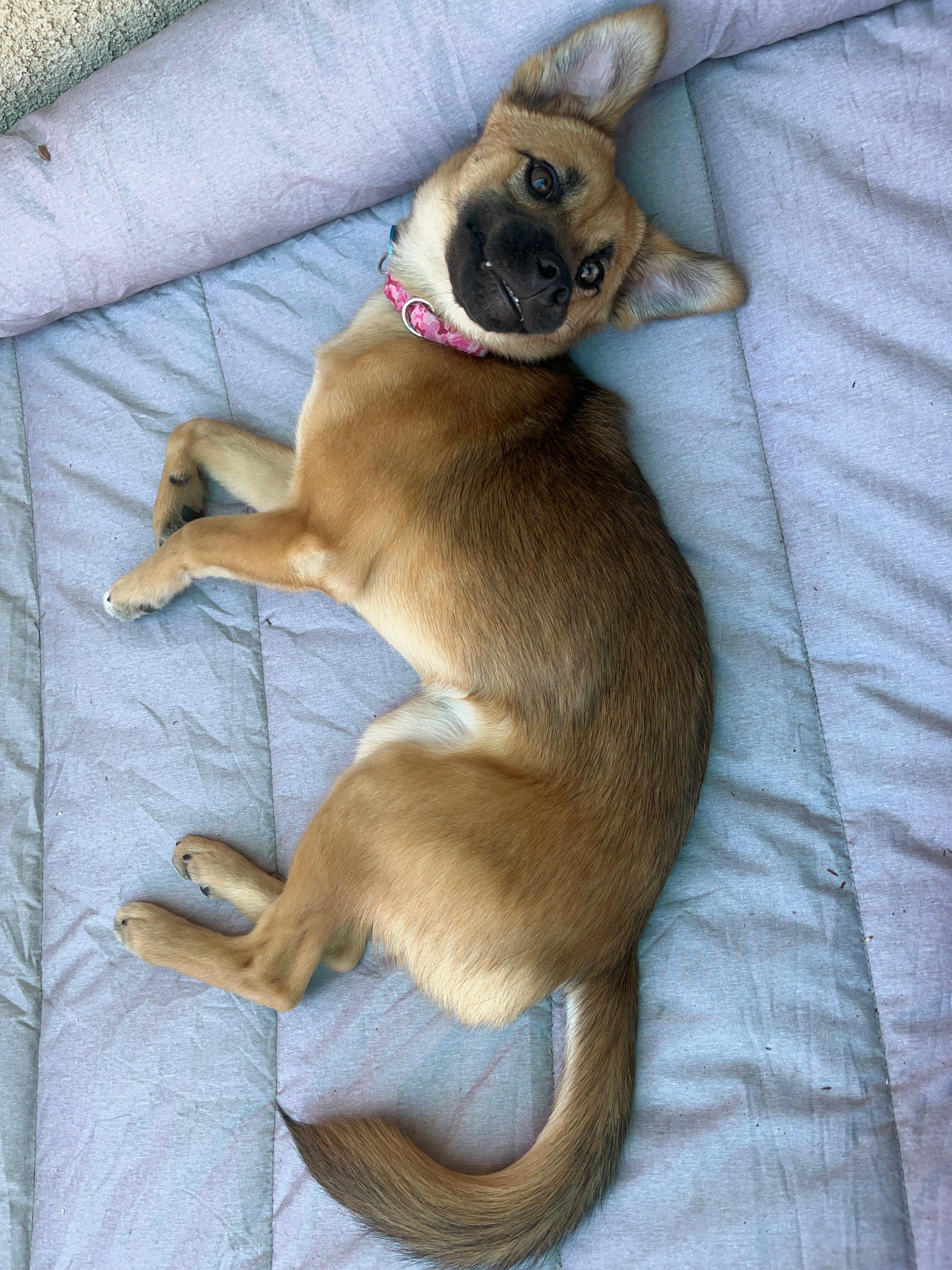 Cortina, a Adoptable mixed breed in Pasadena, CA image 4/6
