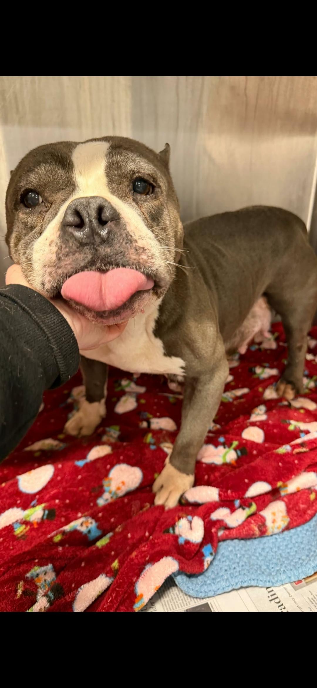 Haily, Adoptable, Senior Female American Staffordshire Terrier.