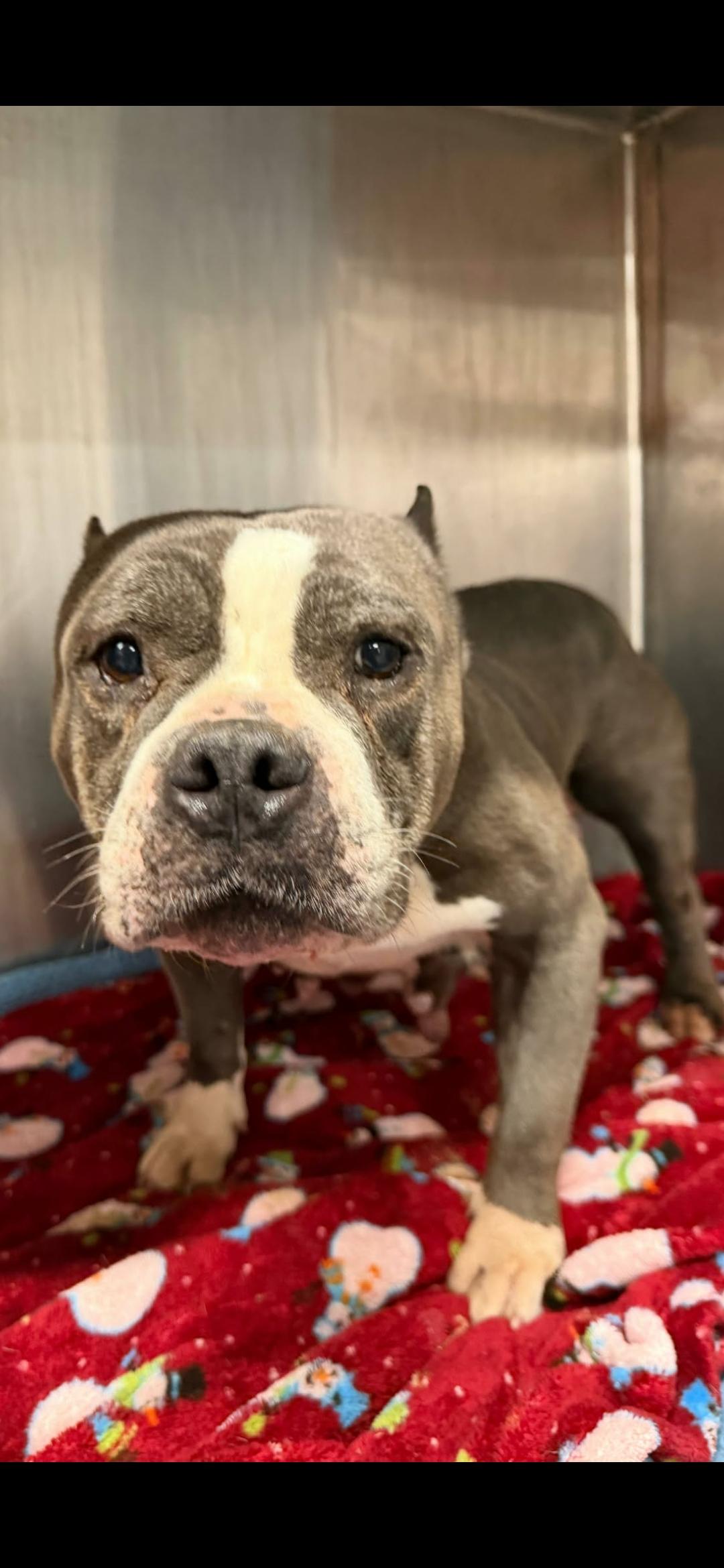 Enlarge Haily, a Adoptable American Staffordshire Terrier in merrillville, IN image 3/4