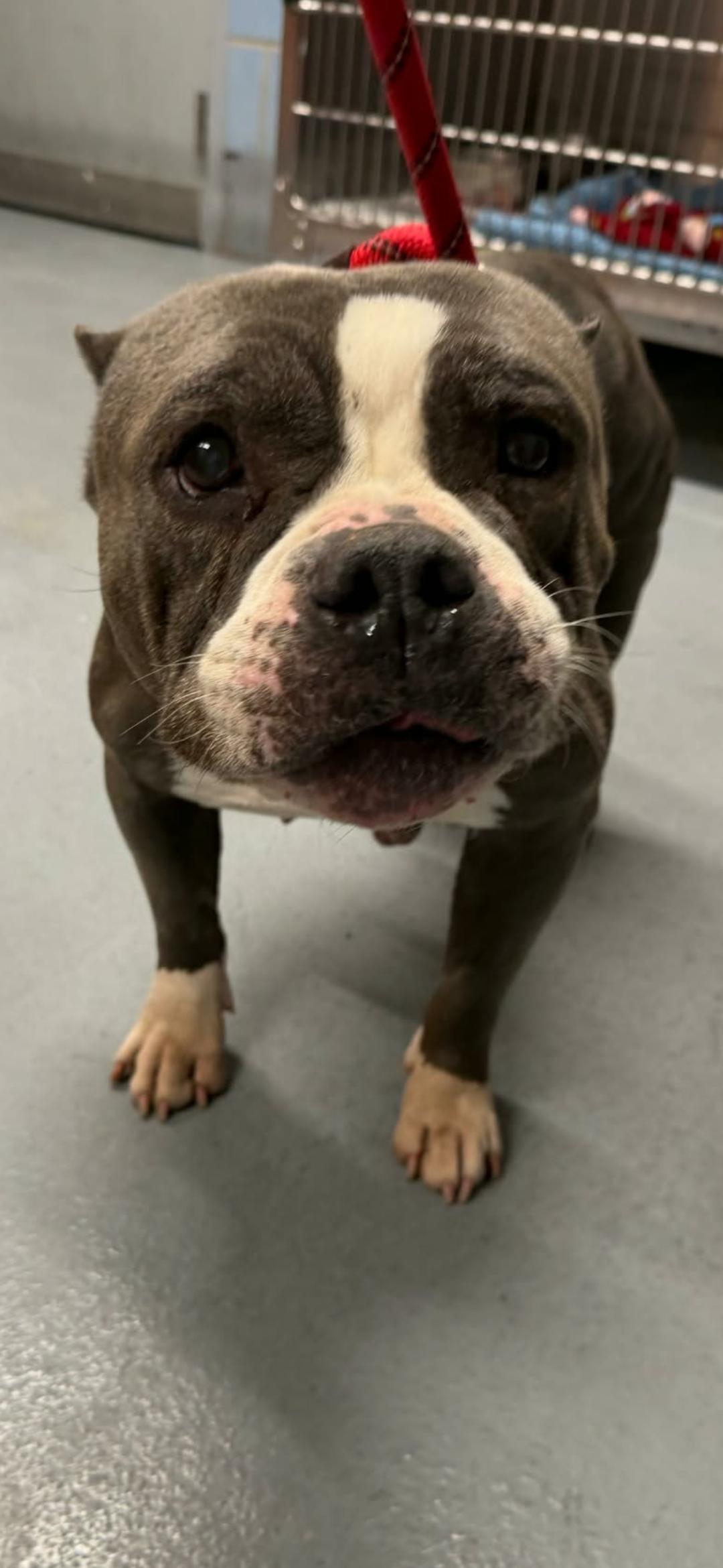Enlarge Haily, a Adoptable American Staffordshire Terrier in merrillville, IN image 4/4