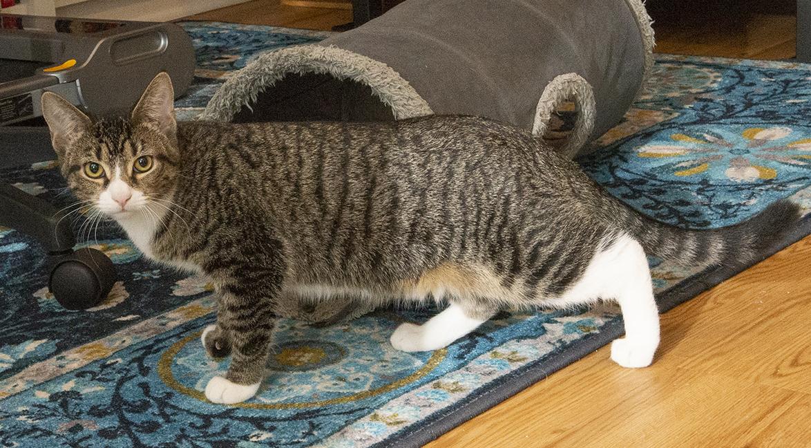 Ernestine, a Other mixed breed in Chicago, IL image 2/6