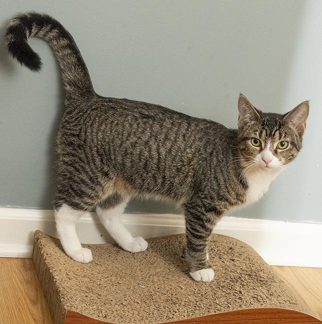 Ernestine, a Other mixed breed in Chicago, IL image 3/6