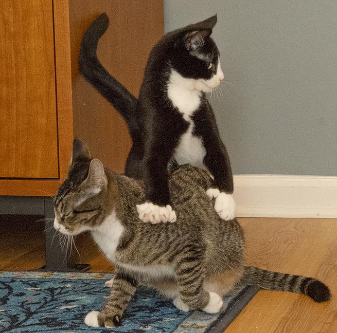 Ernestine, a Other mixed breed in Chicago, IL image 6/6