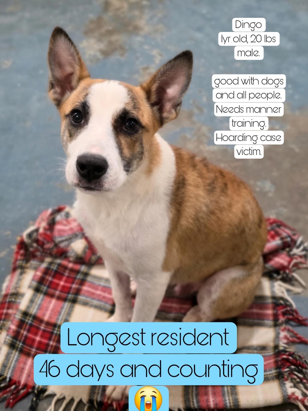 Dingo, Adoptable, Young Male Feist.