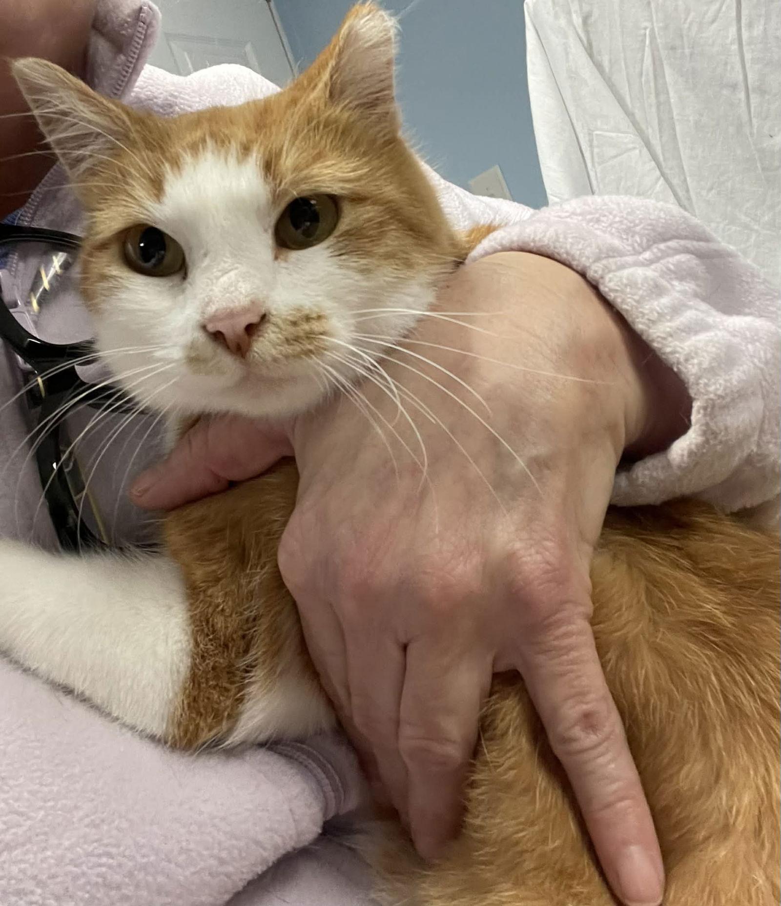 Squirrel, Adoptable, Adult Female Domestic Short Hair.