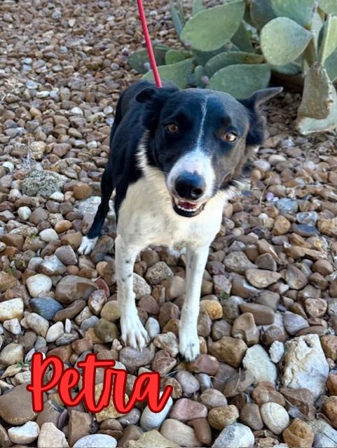 Enlarge Petra, an adopted Border Collie in Comfort, TX image 1/1