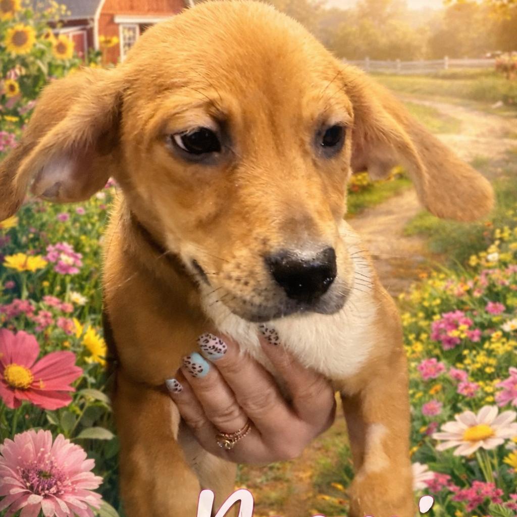 Enlarge Naomi, a Adoptable mixed breed in Hohenwald, TN image 1/3