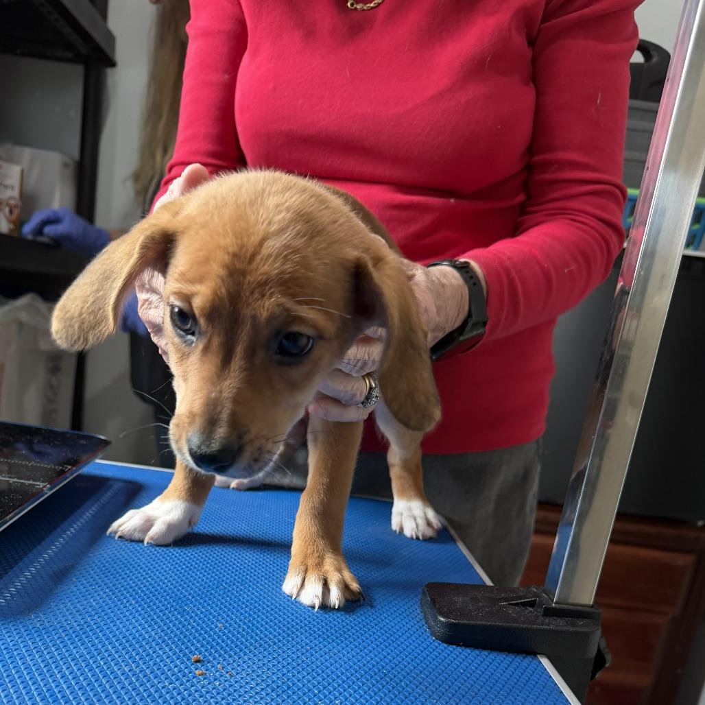 Enlarge Naomi, a Adoptable mixed breed in Hohenwald, TN image 2/3