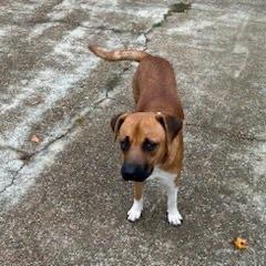 Enlarge Hank, a Adoptable mixed breed in Tupelo, MS image 1/6