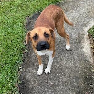 Enlarge Hank, a Adoptable mixed breed in Tupelo, MS image 3/6