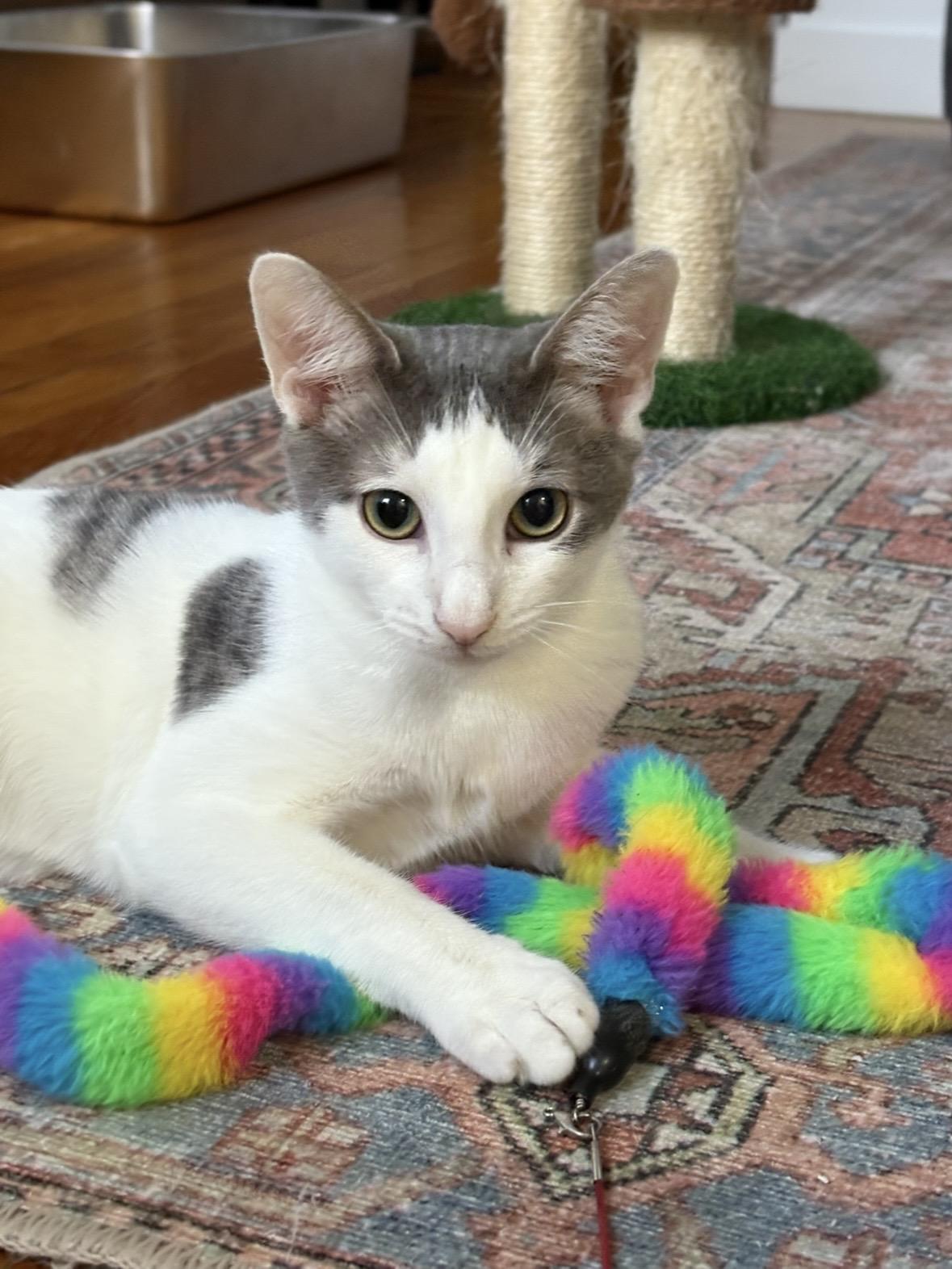 The Pickle Bros, a Adoptable Domestic Short Hair in Brooklyn, NY image 2/6