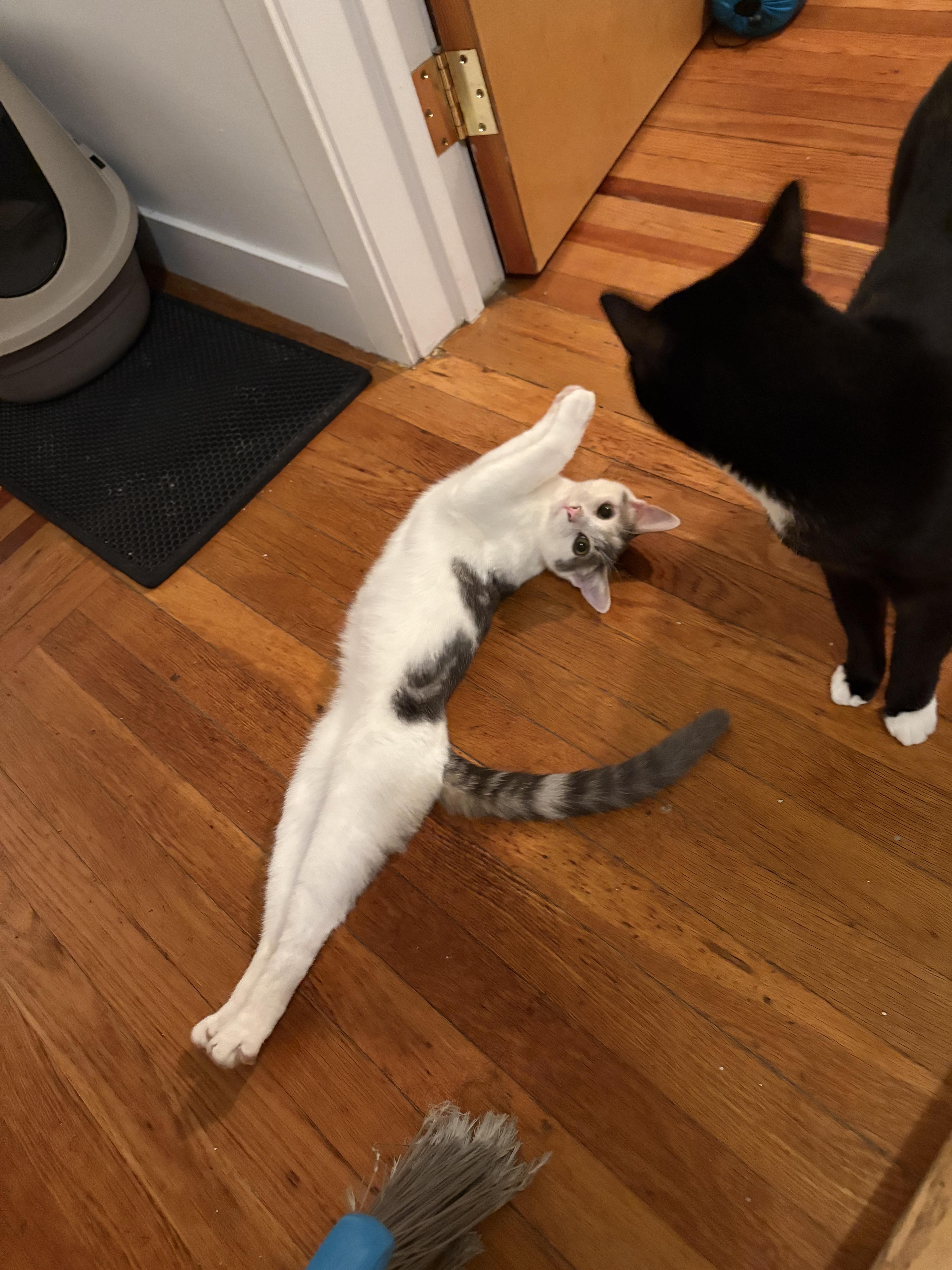 The Pickle Bros, a Adoptable Domestic Short Hair in Brooklyn, NY image 4/6