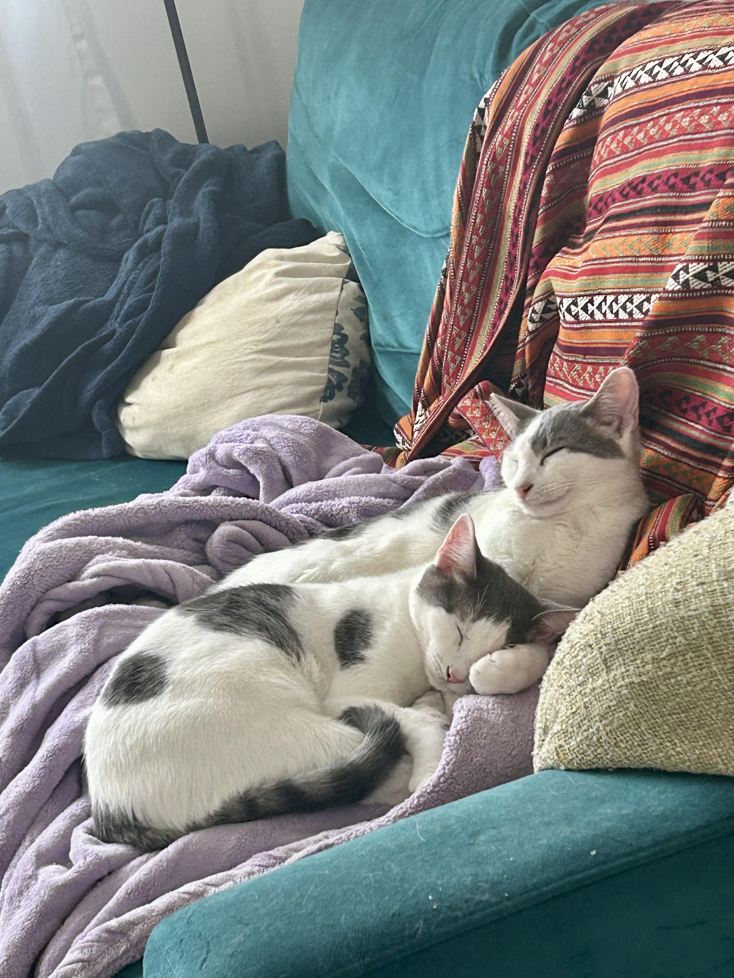 The Pickle Bros, a Adoptable Domestic Short Hair in Brooklyn, NY image 3/6