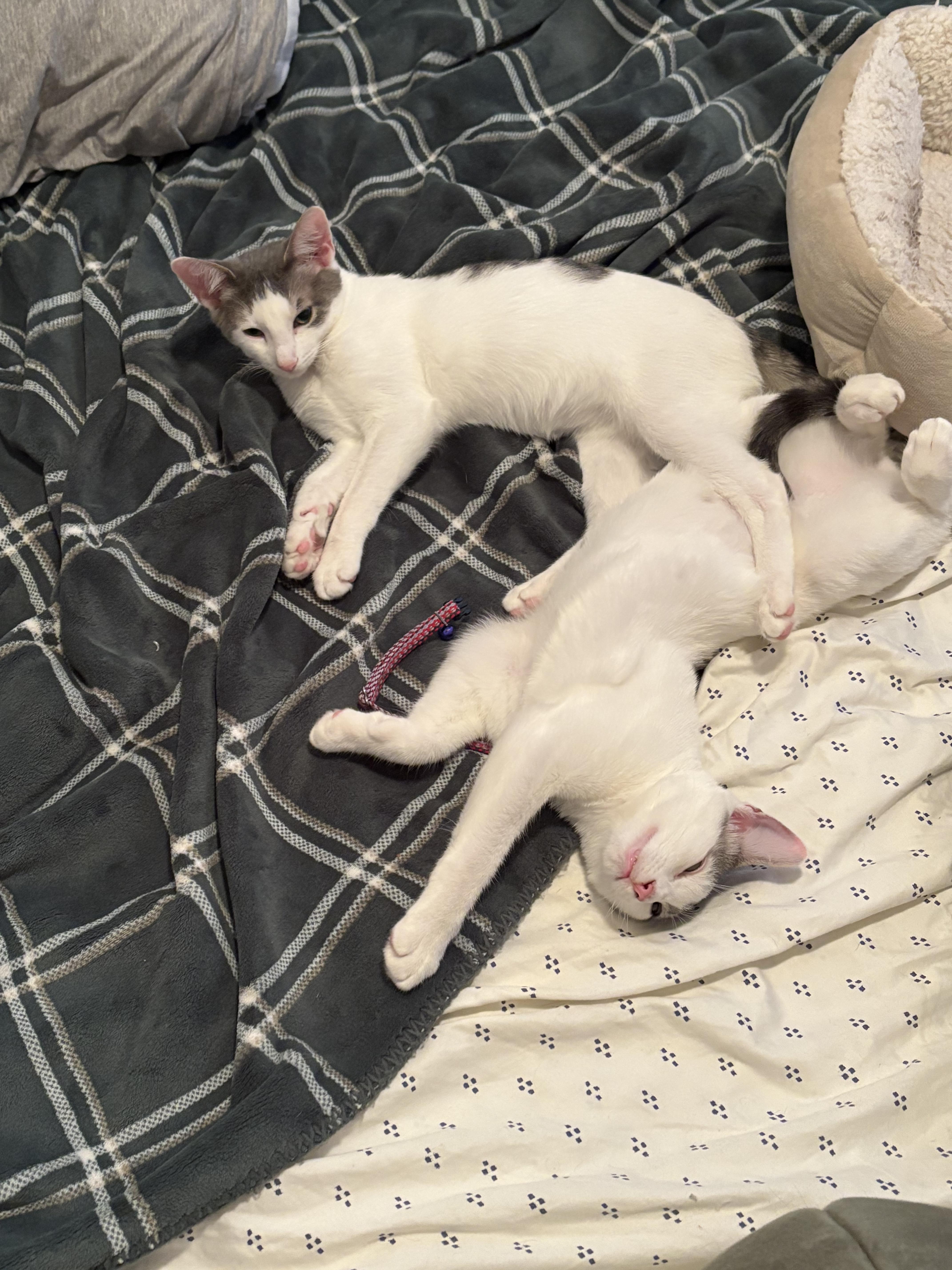 The Pickle Bros, a Adoptable Domestic Short Hair in Brooklyn, NY image 5/6