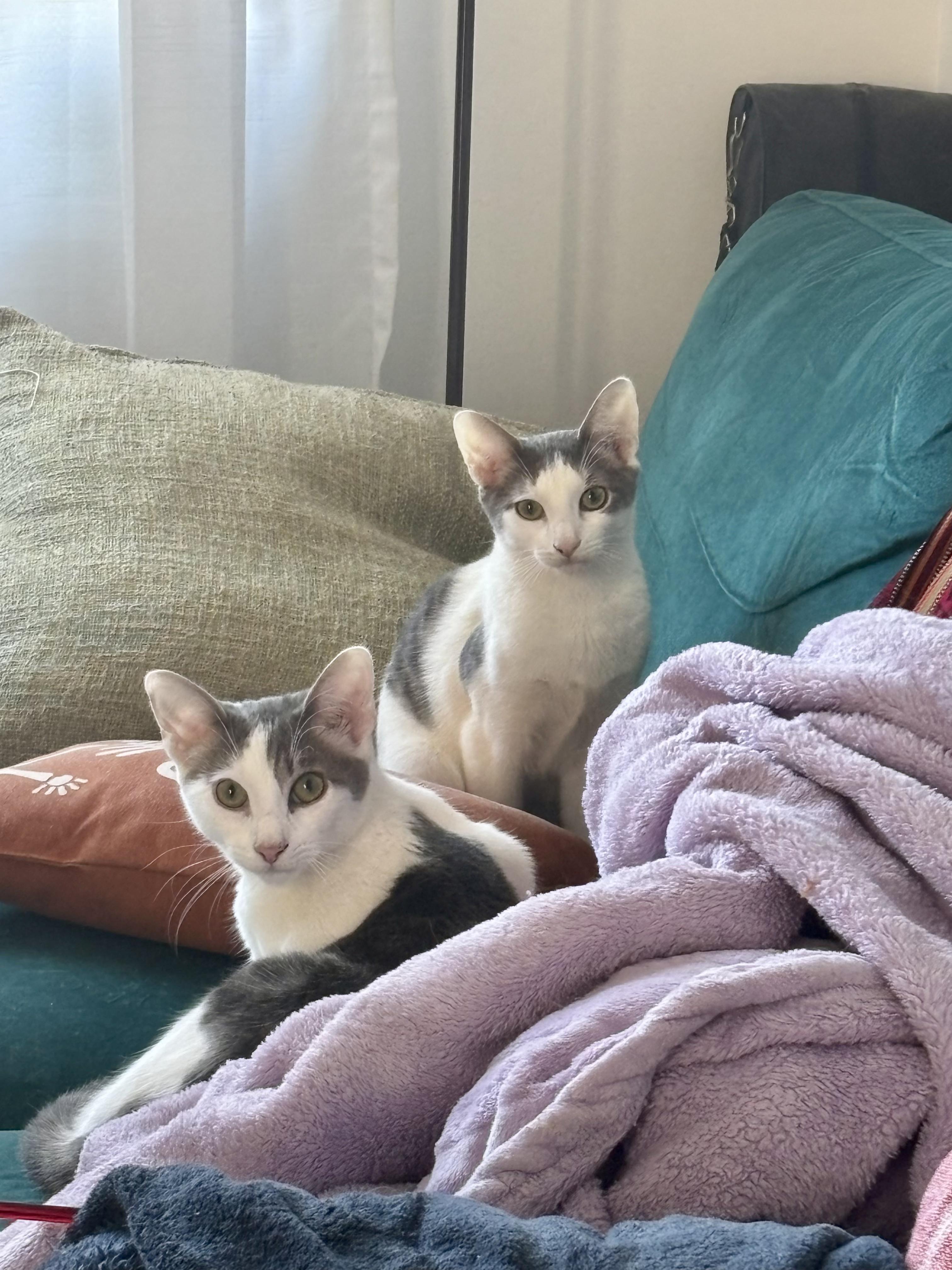 The Pickle Bros, a Adoptable Domestic Short Hair in Brooklyn, NY image 6/6