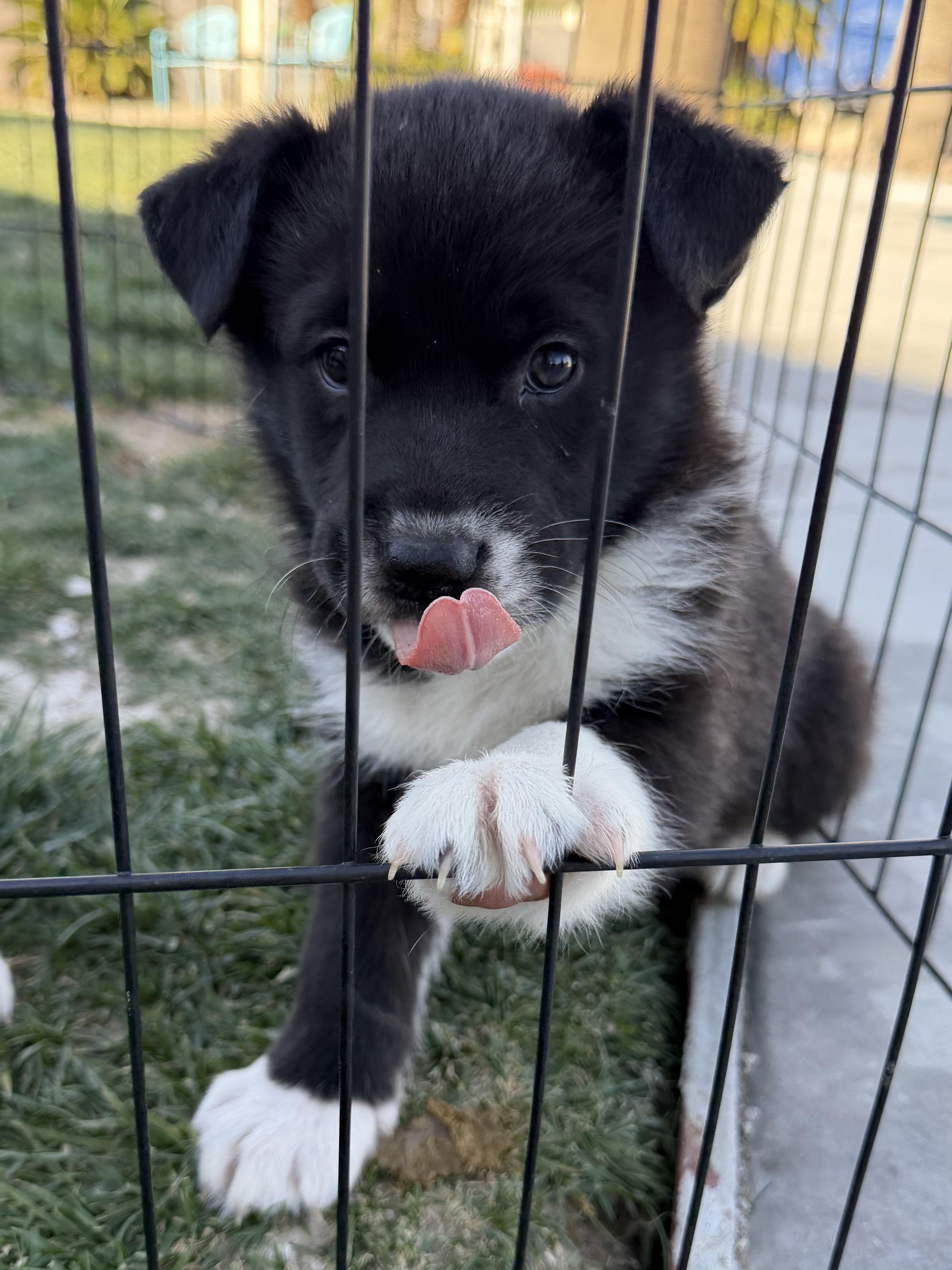 Enlarge Puppy Caleb, an adopted mixed breed in Lompoc, CA image 1/2