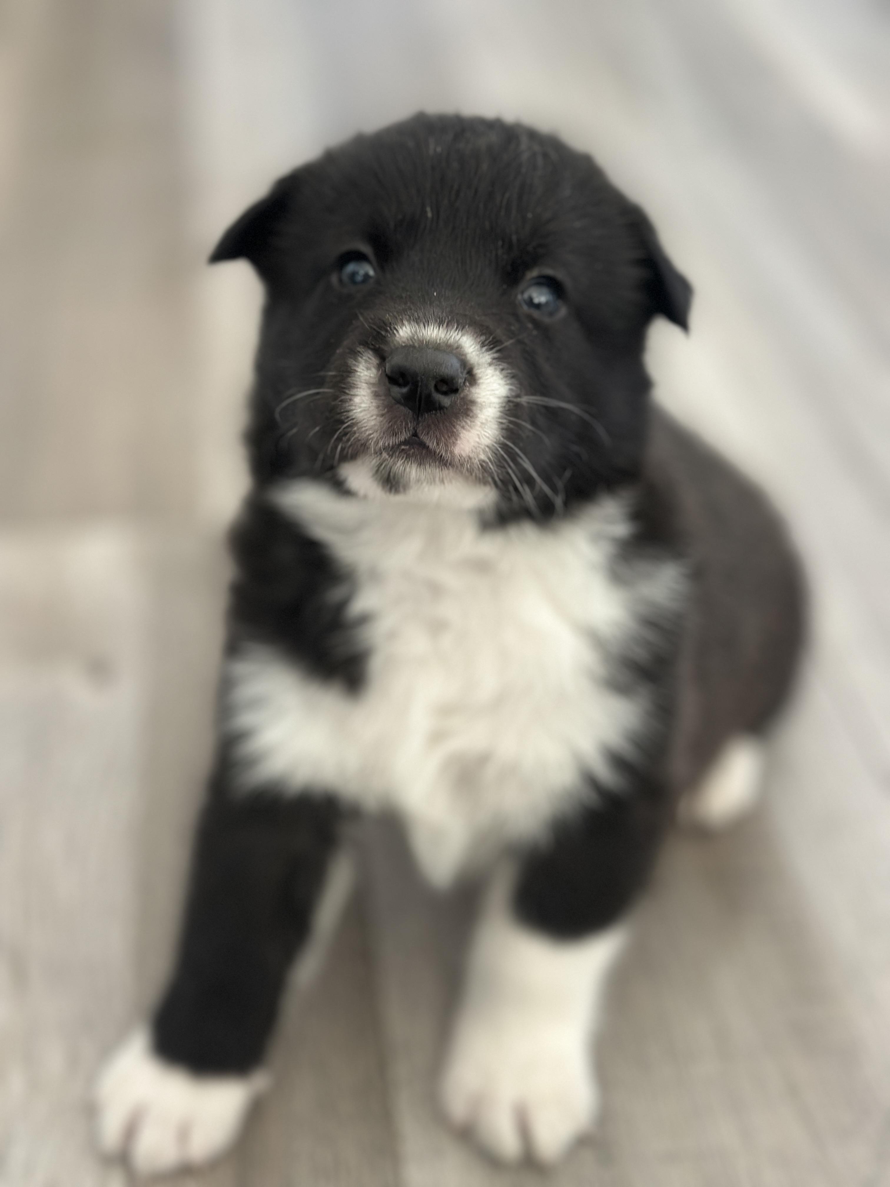 Enlarge Puppy Caleb, an adopted mixed breed in Lompoc, CA image 2/2