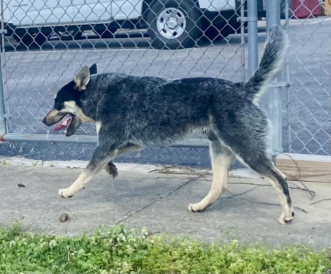 Enlarge Rusty, a ADOPTABLE Australian Cattle Dog / Blue Heeler in Glasgow, KY image 2/2
