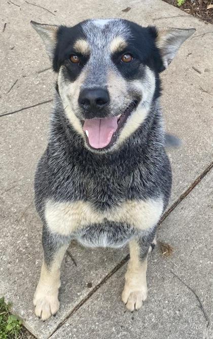 Rusty, ADOPTABLE, Adult Male Australian Cattle Dog / Blue Heeler.