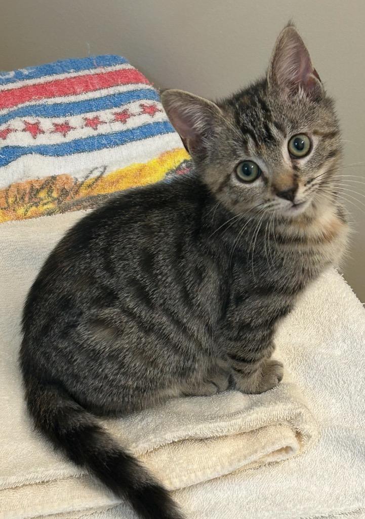 Lily Barfield, Adoptable, Kitten Female Domestic Short Hair.