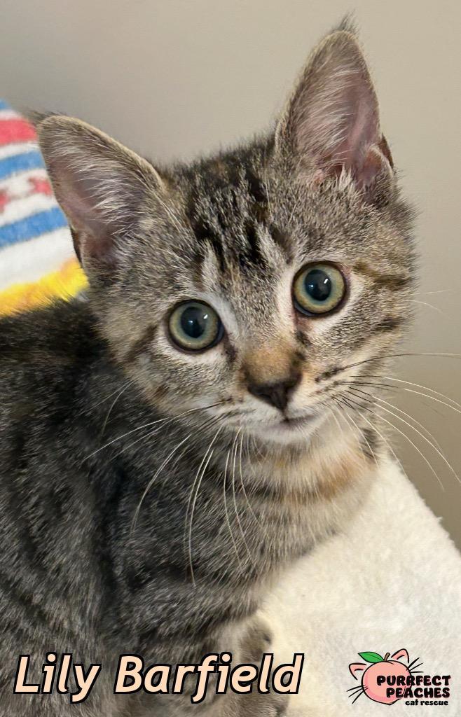 Enlarge Lily Barfield, a Adoptable mixed breed in Douglasville, GA image 2/2