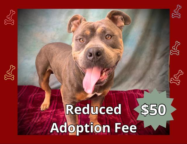 TURTLE, Adoptable, Adult Male Pit Bull Terrier & Mixed Breed.