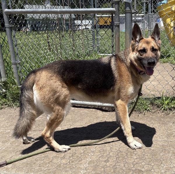Enlarge Zoey, a Adoptable German Shepherd Dog in Virginia Beach, VA image 1/1