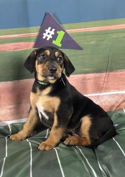 Cardinal thumbnail 2