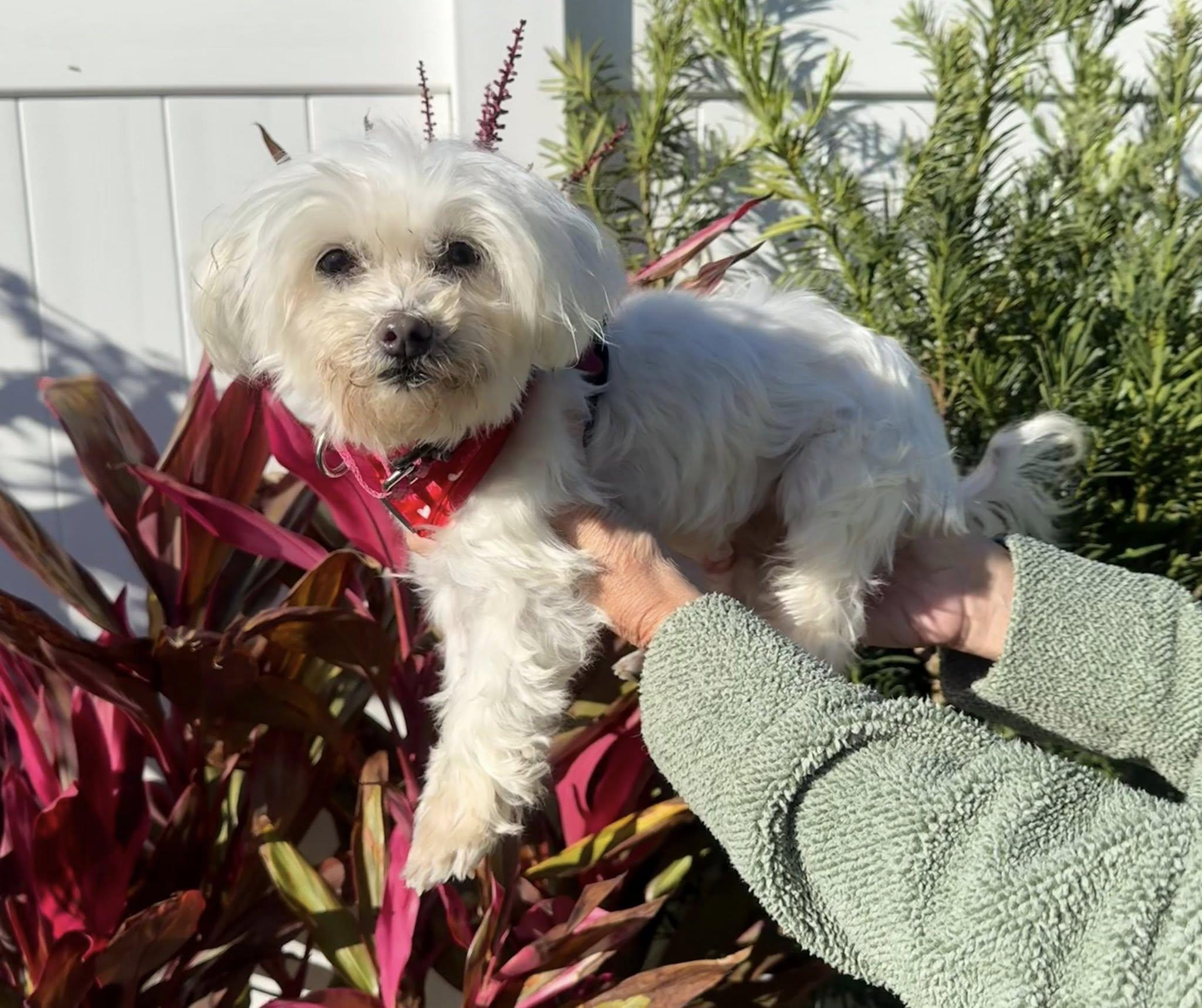 Gigi — thumbnail 2