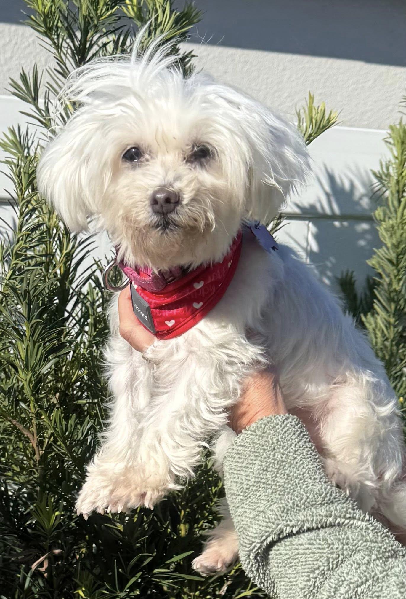 Gigi — thumbnail 3