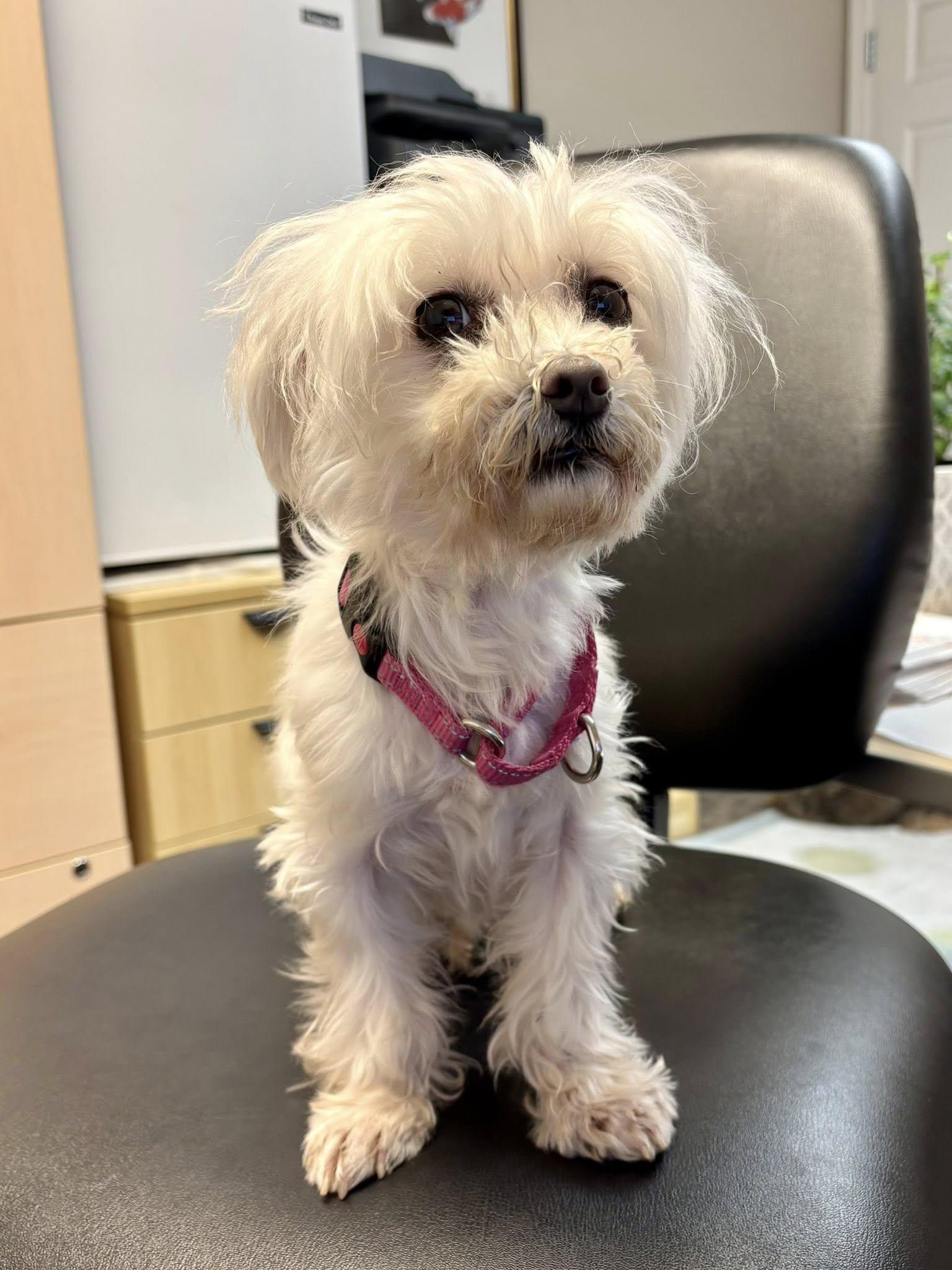 Gigi — thumbnail 4