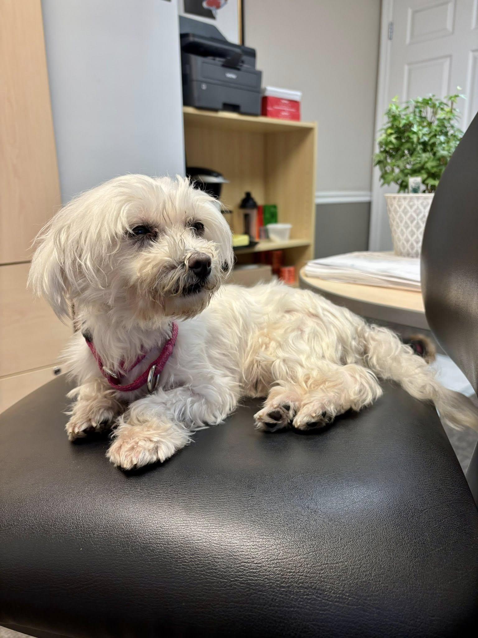 Gigi — thumbnail 5