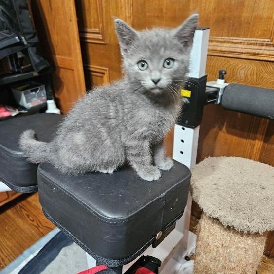 Enlarge Gus, an adopted American Shorthair in Richardson, TX image 2/2