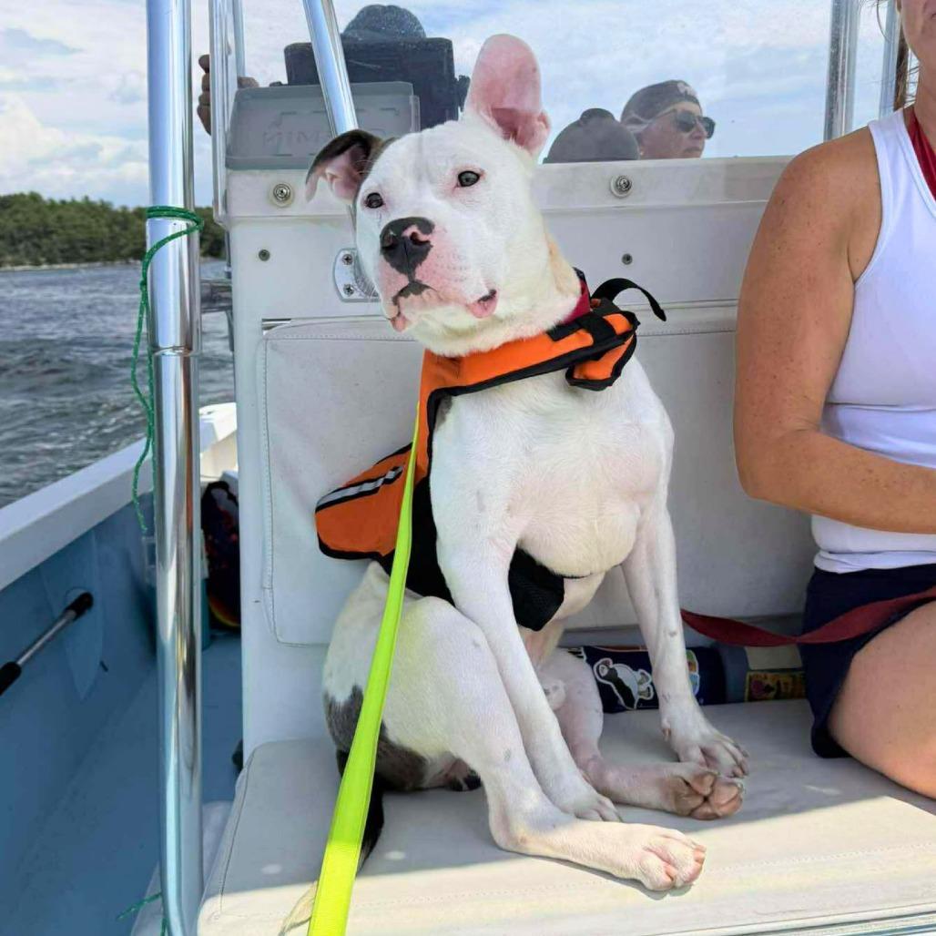 Will, Adoptable, Adult Male Mixed Breed.
