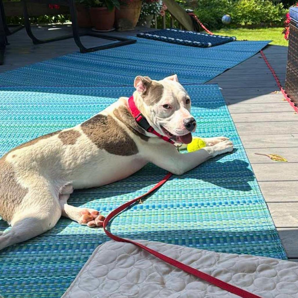 Enlarge Will, a Adoptable Mixed Breed in South Portland, ME image 2/5