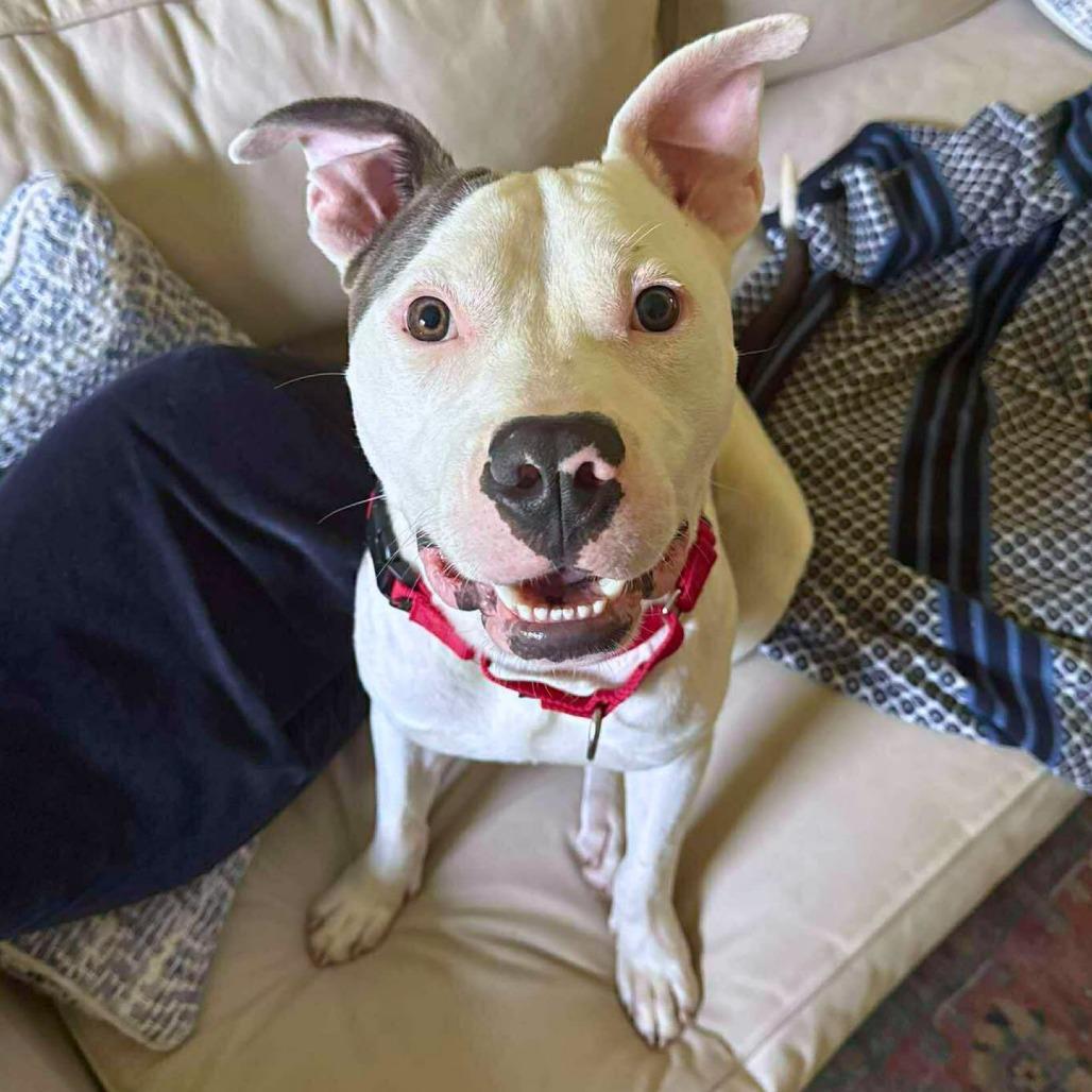 Enlarge Will, a Adoptable Mixed Breed in South Portland, ME image 3/5