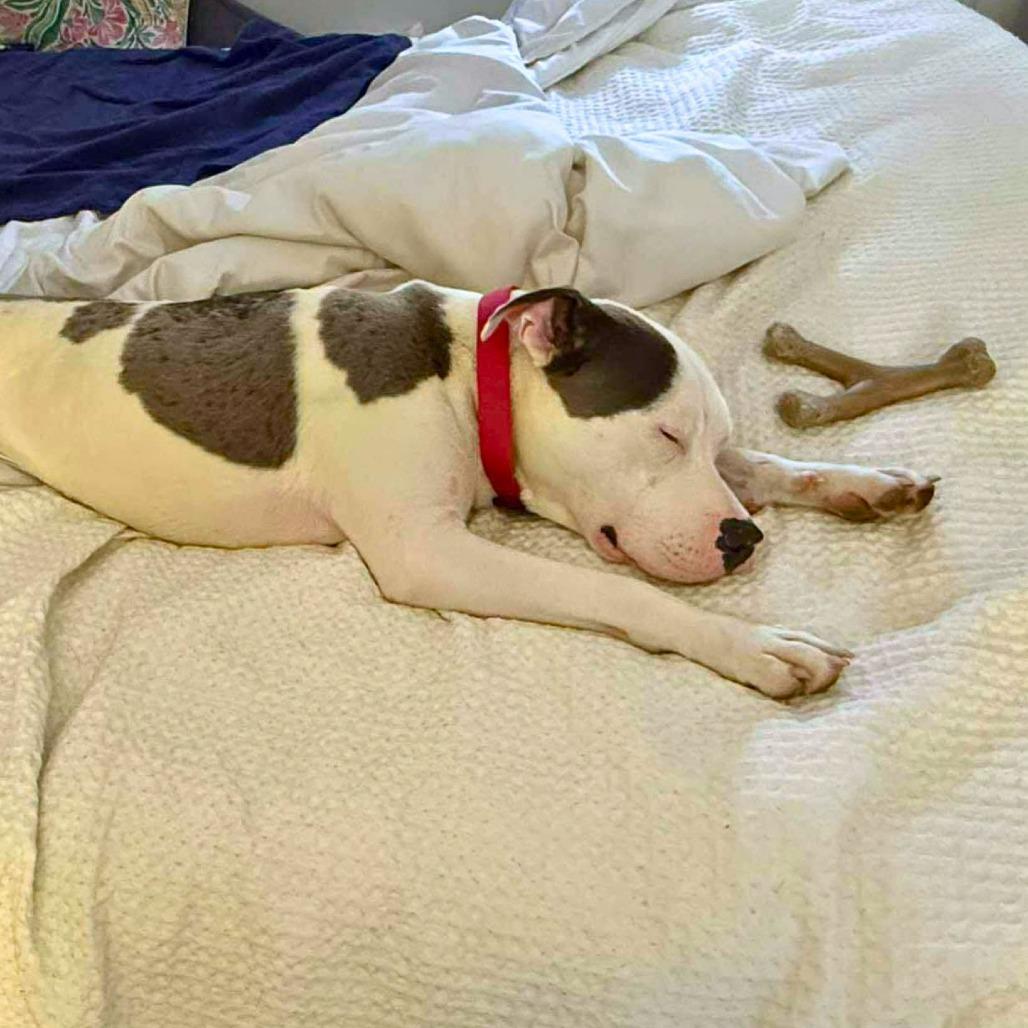 Enlarge Will, a Adoptable Mixed Breed in South Portland, ME image 4/5