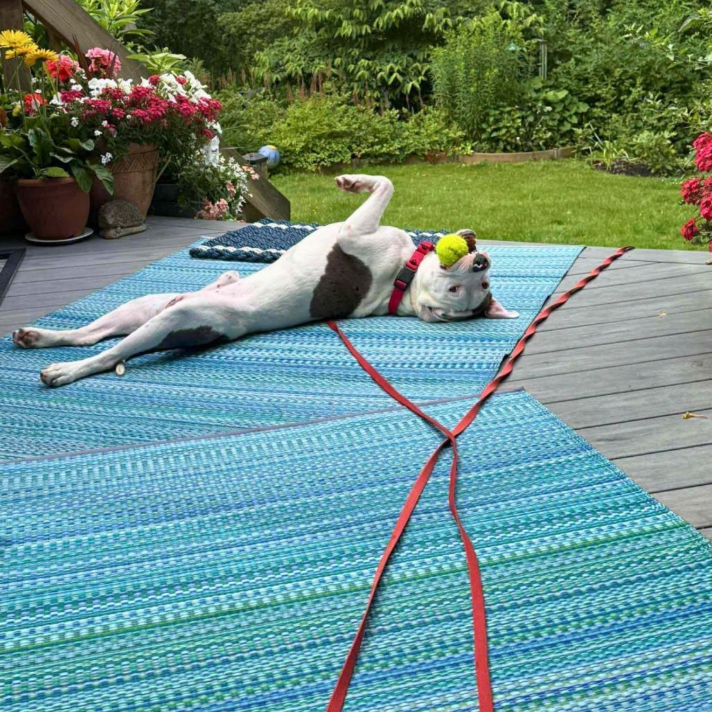 Enlarge Will, a Adoptable Mixed Breed in South Portland, ME image 5/5
