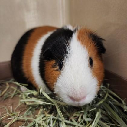 Snickers, Adoptable, Adult Male Guinea Pig & Guinea Pig.