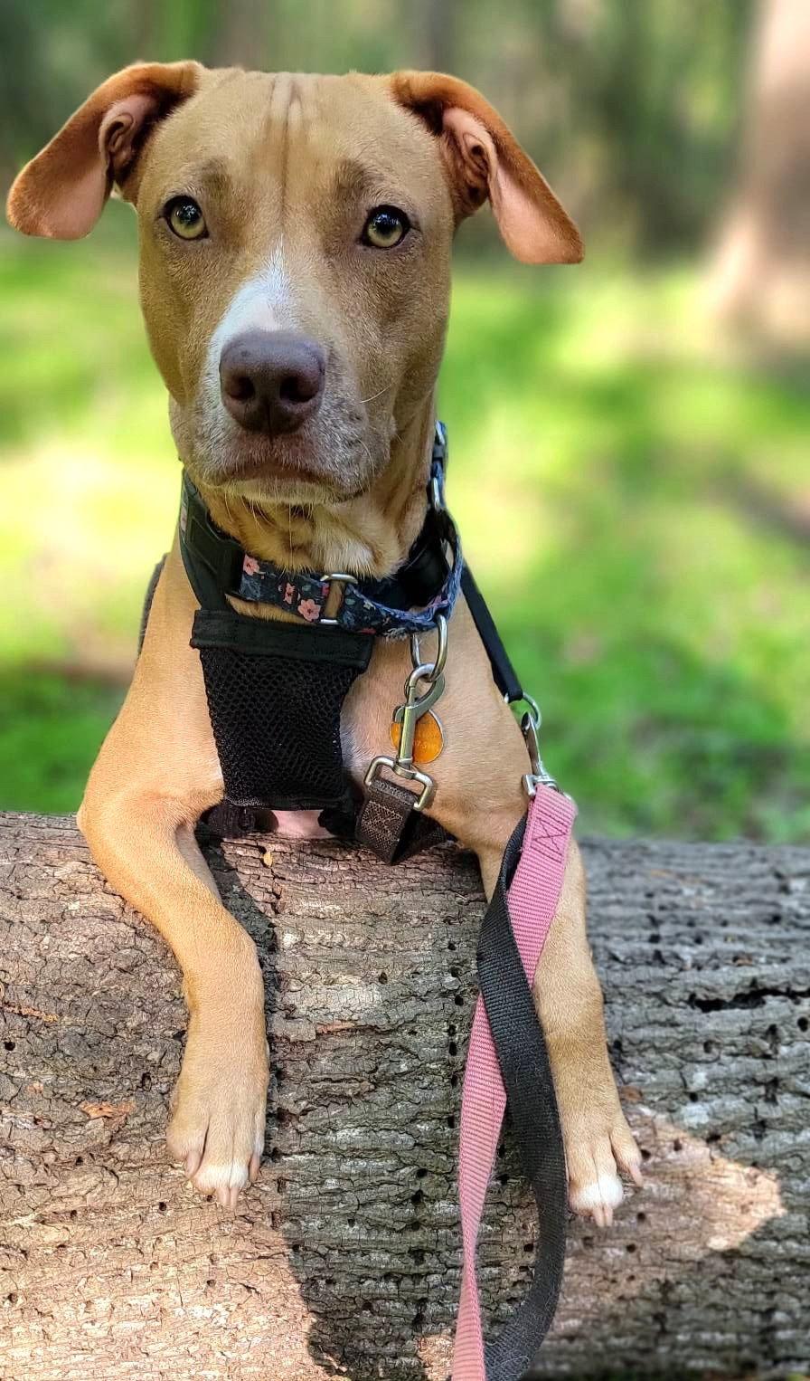 Enlarge Sweet Pea, a Adoptable American Staffordshire Terrier in Arlington, VA image 1/3