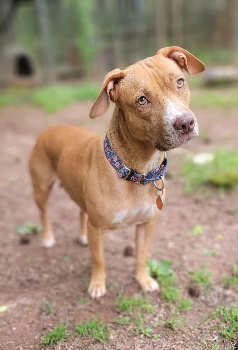 Enlarge Sweet Pea, a Adoptable American Staffordshire Terrier in Arlington, VA image 2/3