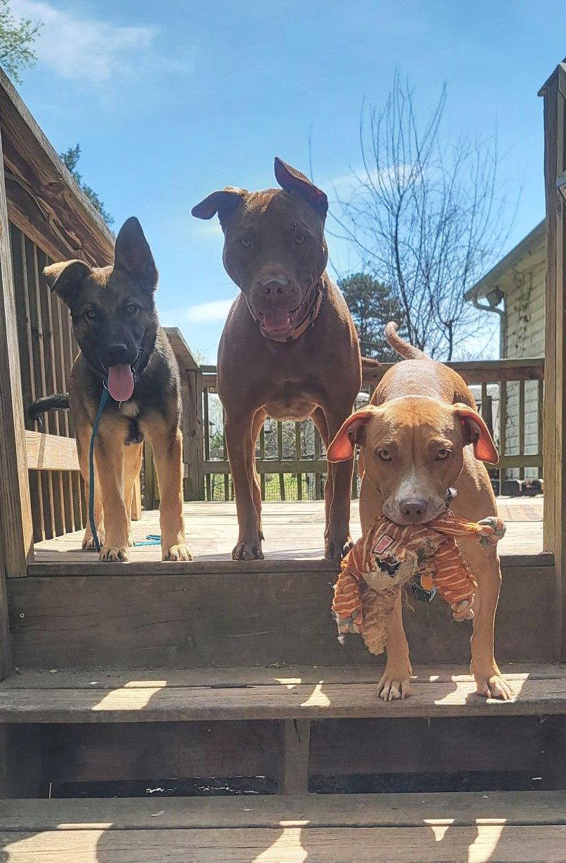 Enlarge Sweet Pea, a Adoptable American Staffordshire Terrier in Arlington, VA image 3/3