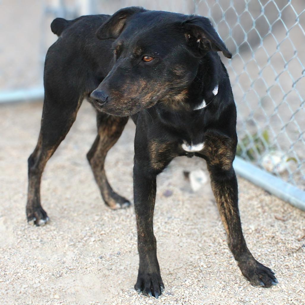 Korra, Adoptable, Young Female Mixed Breed.